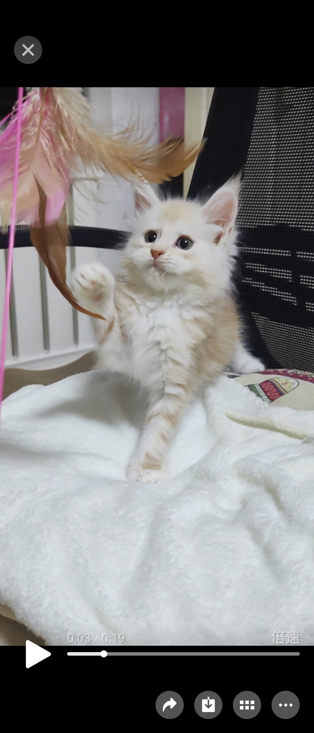 爱宠🐾